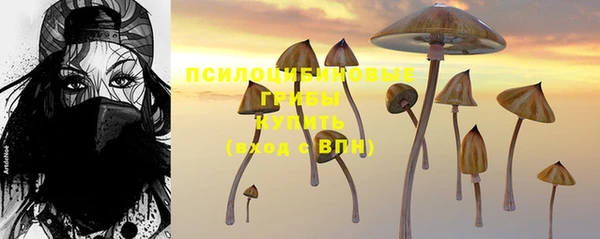 прущие грибы Новозыбков
